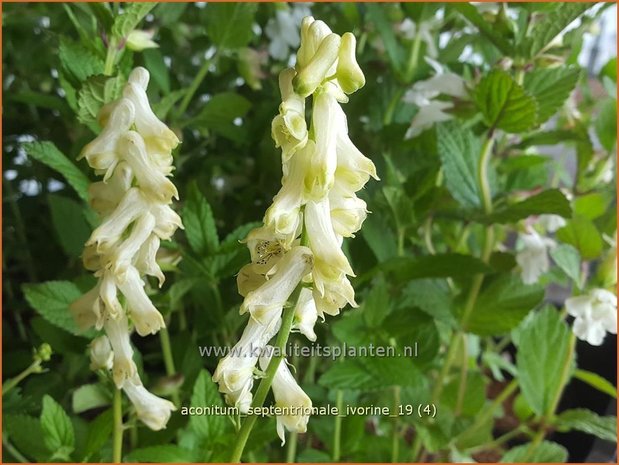Aconitum septentrionale 'Ivorine' | Monnikskap | Eisenhut