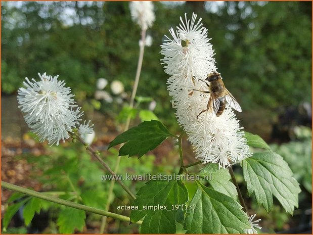 Actaea simplex | Zilverkaars, Oktoberkaars, Christoffelkruid | Oktober-Silberkerze