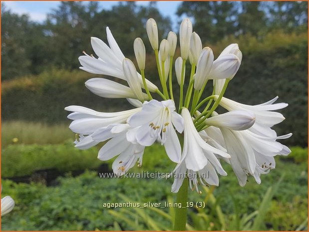 Agapanthus 'Silver Lining' | Afrikaanse lelie, Kaapse lelie, Liefdesbloem | Schmucklilie