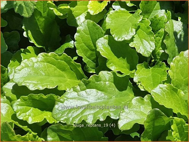 Ajuga reptans | Zenegroen | Kriechender Günsel