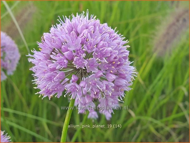 Allium 'Pink Planet' | Sierui, Look | Lauch