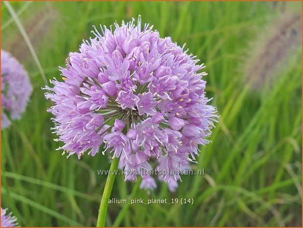 Allium &#x0027;Pink Planet&#x0027; | Sierui, Look | Lauch