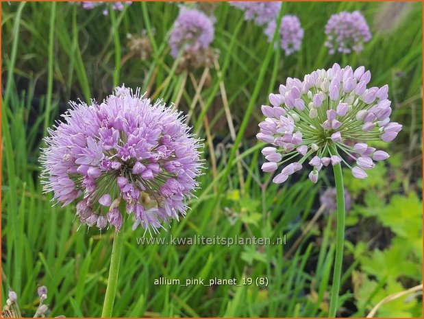 Allium &#x0027;Pink Planet&#x0027; | Sierui, Look | Lauch