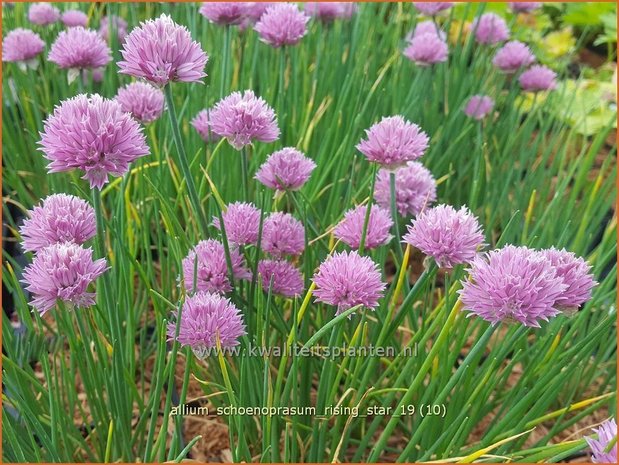 Allium schoenoprasum 'Rising Star' | Bieslook, Look | Schnittlauch