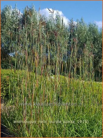 Andropogon hallii 'Purple Konza' | Baardgras | Blauhalm | Sand Bluestem