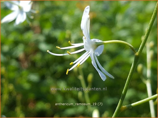 Anthericum ramosum | Berglelie, Graslelie | &#x00c4;stige Graslilie