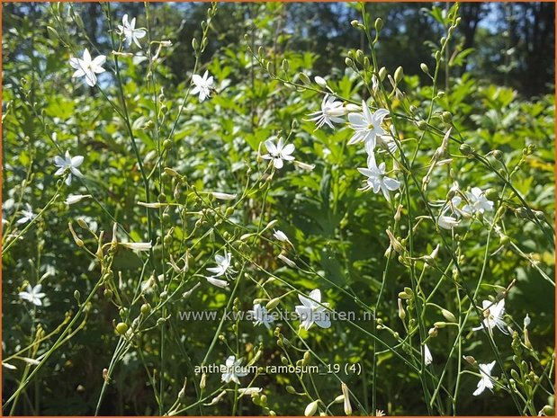 Anthericum ramosum | Berglelie, Graslelie | &#x00c4;stige Graslilie