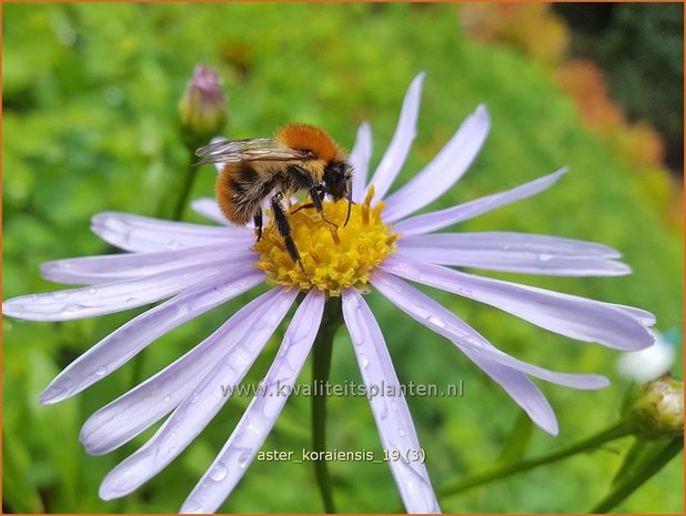 Aster koraiensis | Aster | Aster