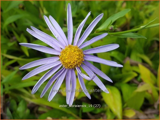 Aster koraiensis | Aster | Aster