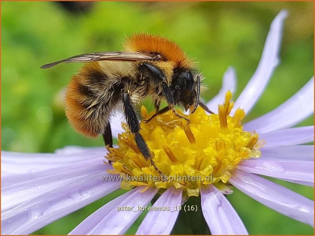 Aster koraiensis | Aster | Aster