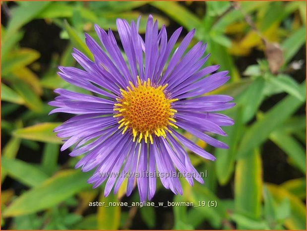 Aster novae-angliae 'W. Bowman' | Nieuw-Engelse aster, Herfstaster, Aster | Raublatt-Aster