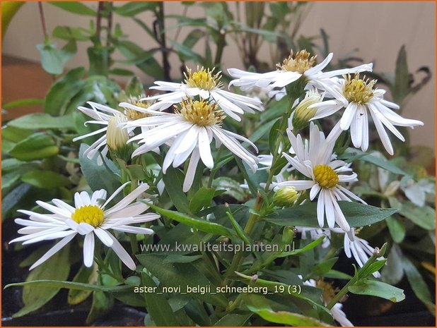 Aster novi-belgii 'Schneeberg' | Nieuw-Nederlandse aster, Herfstaster, Aster | Glattblatt-Aster