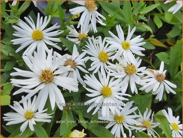 Aster novi-belgii 'Schneeberg' | Nieuw-Nederlandse aster, Herfstaster, Aster | Glattblatt-Aster