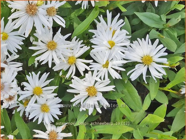 Aster novi-belgii 'Schneeberg' | Nieuw-Nederlandse aster, Herfstaster, Aster | Glattblatt-Aster