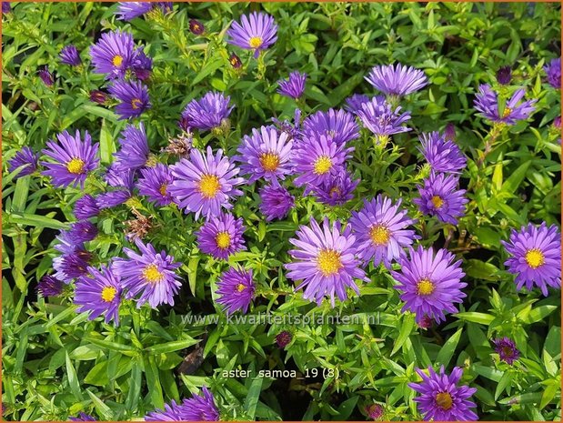 Aster &#x0027;Samoa&#x0027; | Aster | Aster