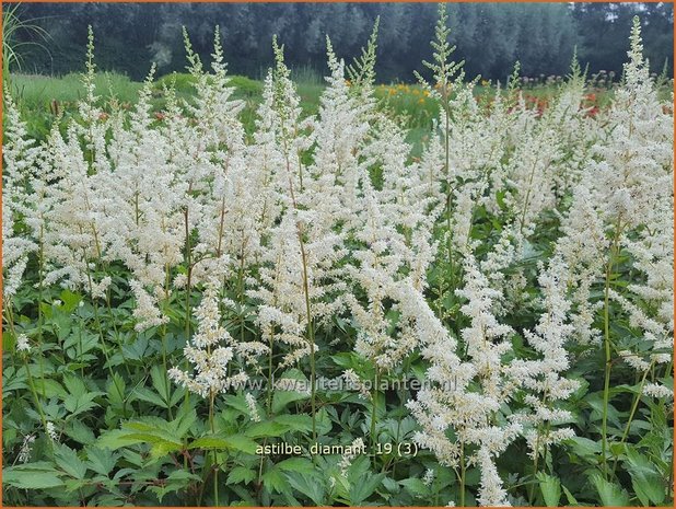 Astilbe 'Diamant' | Pluimspirea, Spirea | Prachtspiere