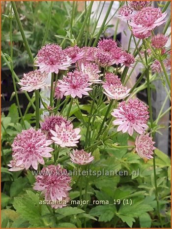 Astrantia major 'Roma' | Zeeuws knoopje, Groot sterrenscherm | Große Sterndolde