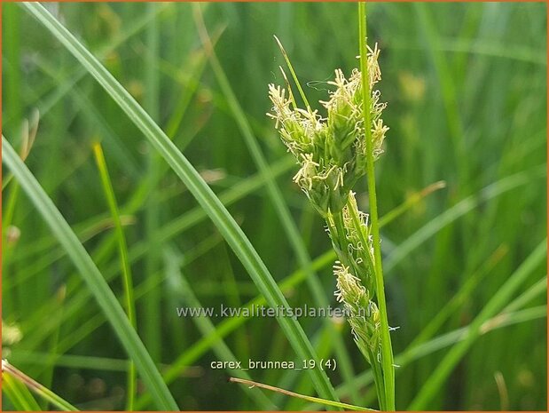 Carex brunnea | Zegge | Br&#x00e4;unliche Segge