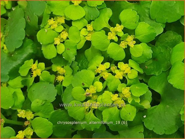 Chrysosplenium alternifolium | Paarbladig goudveil, Verspreidbladig goudveil, Goudveil | Gegenblättriges Milzkraut