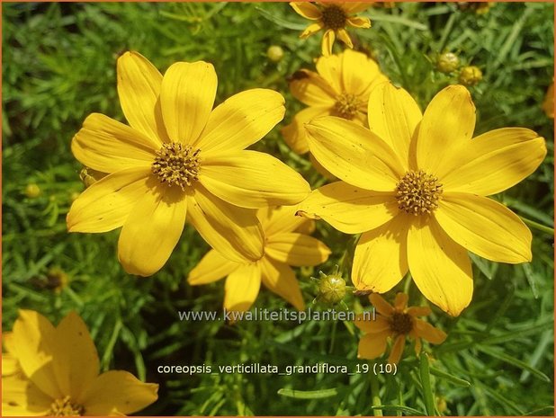 Coreopsis verticillata 'Grandiflora' | Meisjesogen | Quirlblättriges Mädchenauge