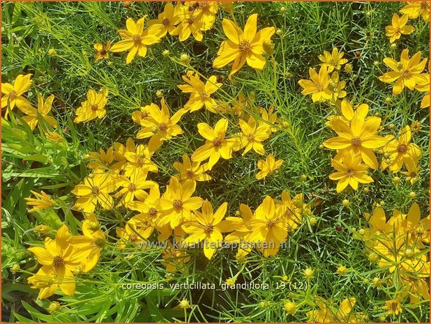 Coreopsis verticillata 'Grandiflora' | Meisjesogen | Quirlblättriges Mädchenauge