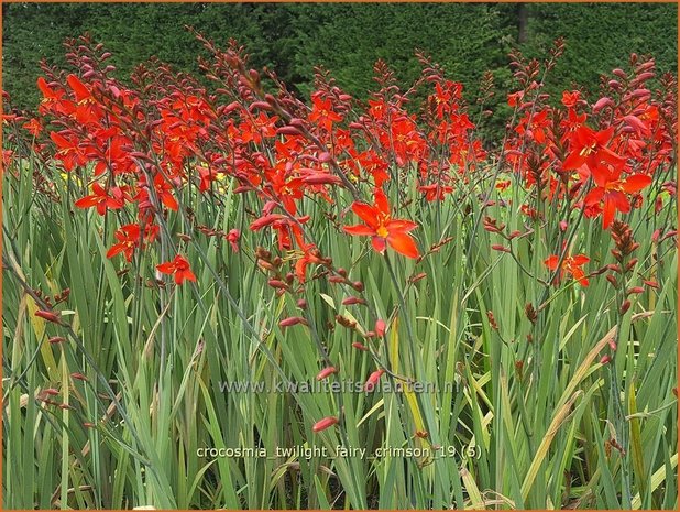 Crocosmia 'Twilight Fairy Crimson' | Montbretia | Montbretie