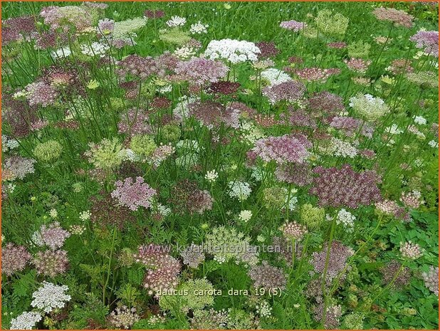 Daucus carota &#x0027;Dara&#x0027; | Roze peen, Wilde peen, Peen | Wilde M&#x00f6;hre