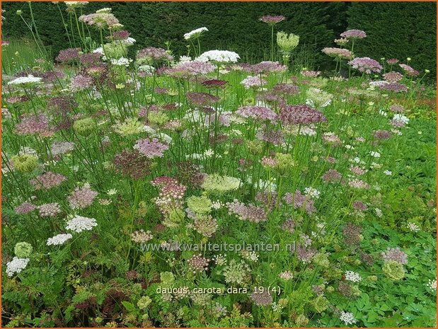 Daucus carota &#x0027;Dara&#x0027; | Roze peen, Wilde peen, Peen | Wilde M&#x00f6;hre