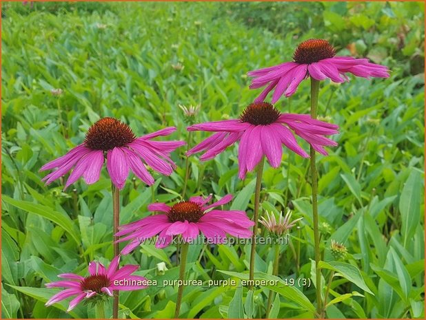 Echinacea purpurea &#x0027;Purple Emperor&#x0027; | Zonnehoed | Roter Sonnenhut