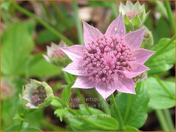 Astrantia maxima | Zeeuws knoopje, Groot sterrenscherm | Kaukasus-Sterndolde