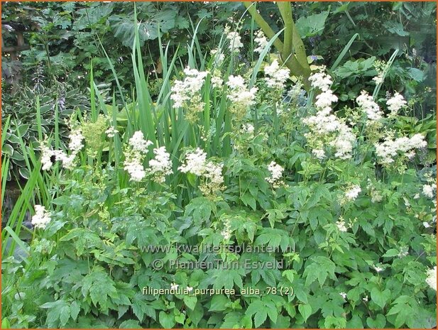 Filipendula purpurea 'Alba' | Moerasspirea, Spirea | Rotblühendes Mädesüß