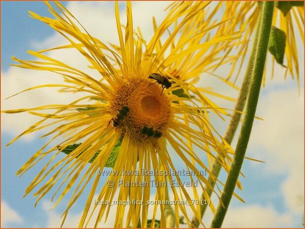 Inula magnifica 'Sonnenstrahl' | Alant | Hoher Alant