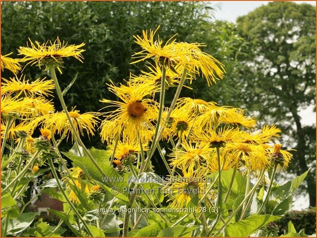 Inula magnifica 'Sonnenstrahl' | Alant | Hoher Alant