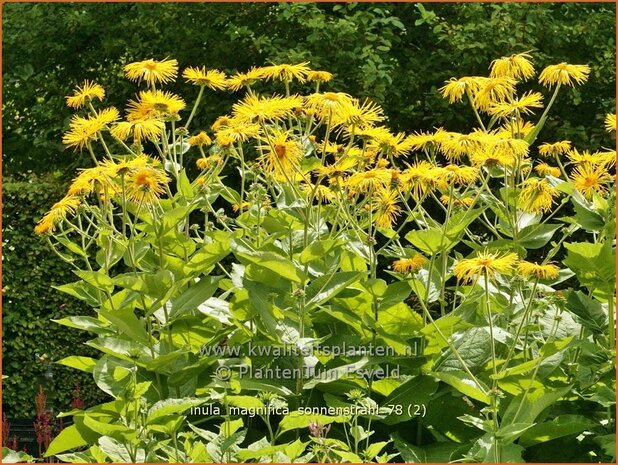 Inula magnifica 'Sonnenstrahl' | Alant | Hoher Alant