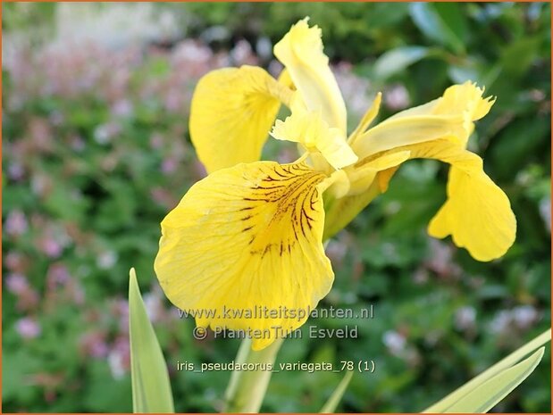 Iris pseudacorus 'Variegata' | Gele lis, Iris, Lis | Sumpf-Schwertlilie