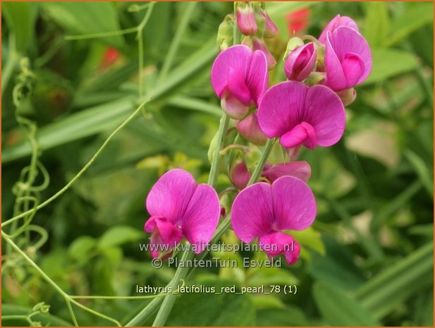 Lathyrus latifolius 'Red Pearl' | Brede lathyrus, Vaste siererwt, Pronkerwt, Siererwt | Breitblättrige Platterbse