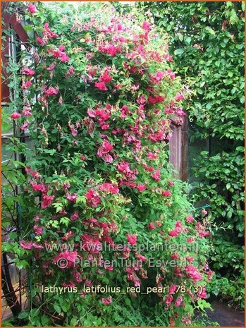 Lathyrus latifolius 'Red Pearl' | Brede lathyrus, Vaste siererwt, Pronkerwt, Siererwt | Breitblättrige Platterbse