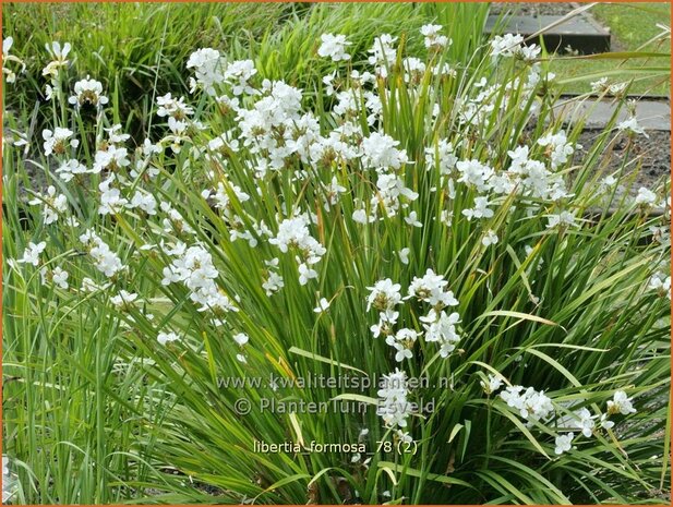 Libertia formosa | Nieuw-Zeelandse iris | Neuseeland Iris