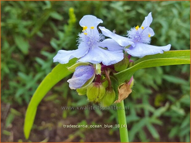 Tradescantia 'Ocean Blue' | Eendagsbloem, Vaderplant, Matrozensla | Dreimasterblume | Spiderwort