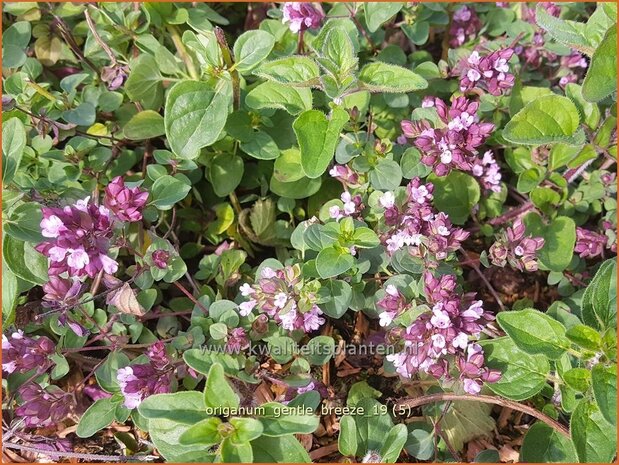 Origanum 'Gentle Breeze' | Marjolein, Majoraan | Dost