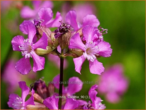 Lychnis viscaria | Pekanjer, Koekoeksbloem