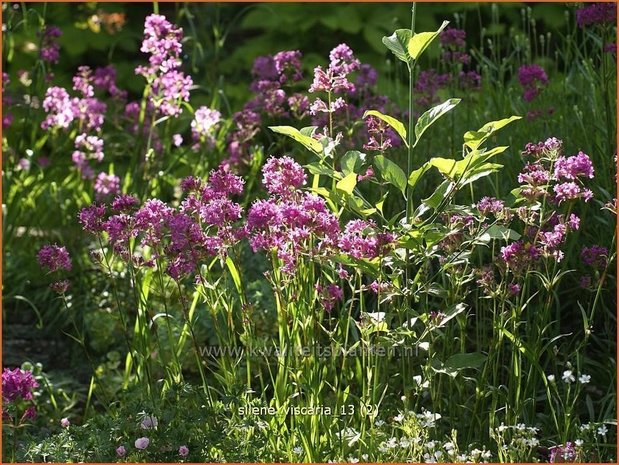 Lychnis viscaria | Pekanjer, Koekoeksbloem