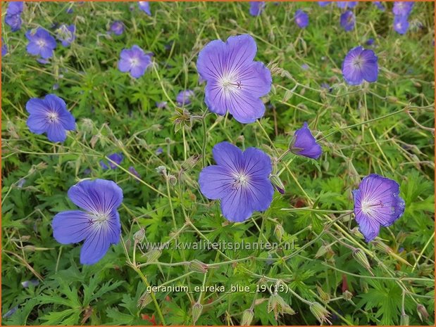 Geranium 'Eureka Blue' | Ooievaarsbek, Tuingeranium | Storchschnabel