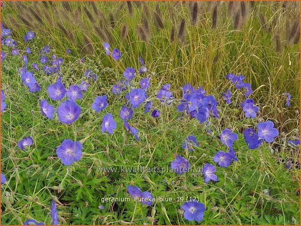 Geranium 'Eureka Blue' | Ooievaarsbek, Tuingeranium | Storchschnabel