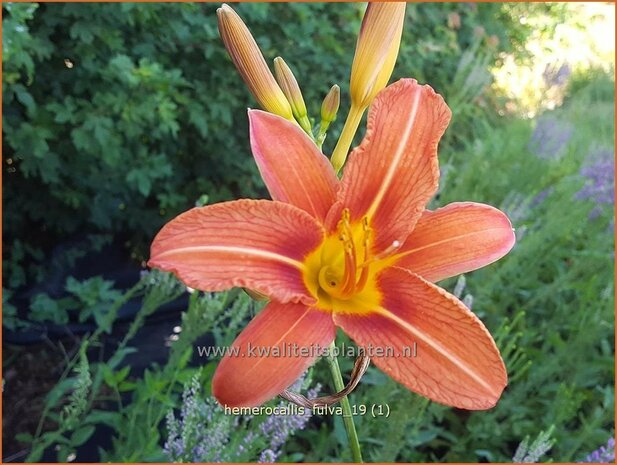 Hemerocallis fulva | Daglelie | Bahnwärter Taglilie