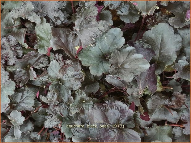 Heuchera 'Black Pearl' | Purperklokje | Purpurglöckchen