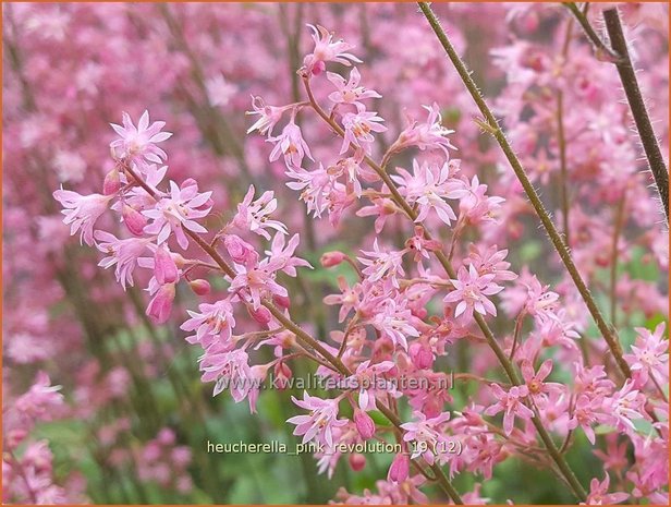 Heucherella &#x0027;Pink Revolution&#x0027; | Purperklokje | Bastardschaumbl&#x00fc;te