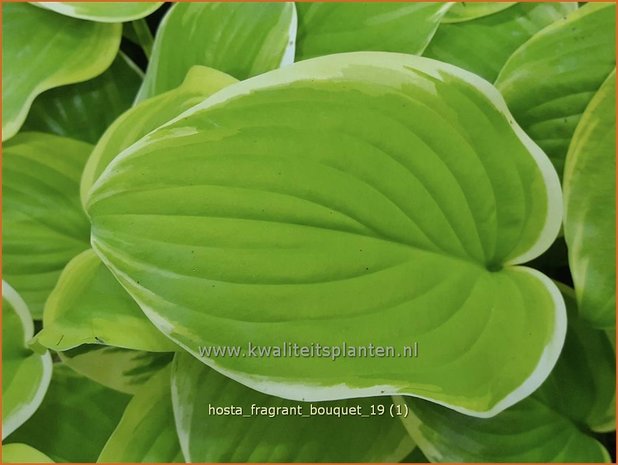 Hosta &#x0027;Fragrant Bouquet&#x0027; | Hartlelie, Funkia