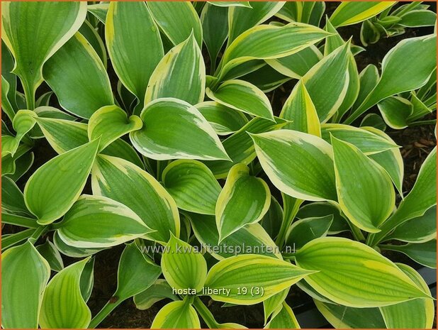 Hosta 'Liberty' | Hosta, Hartlelie, Funkia | Funkie