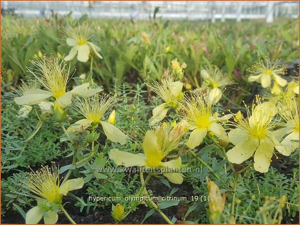 Hypericum olympicum 'Citrinum' | Hertshooi | Olymp-Johanniskraut